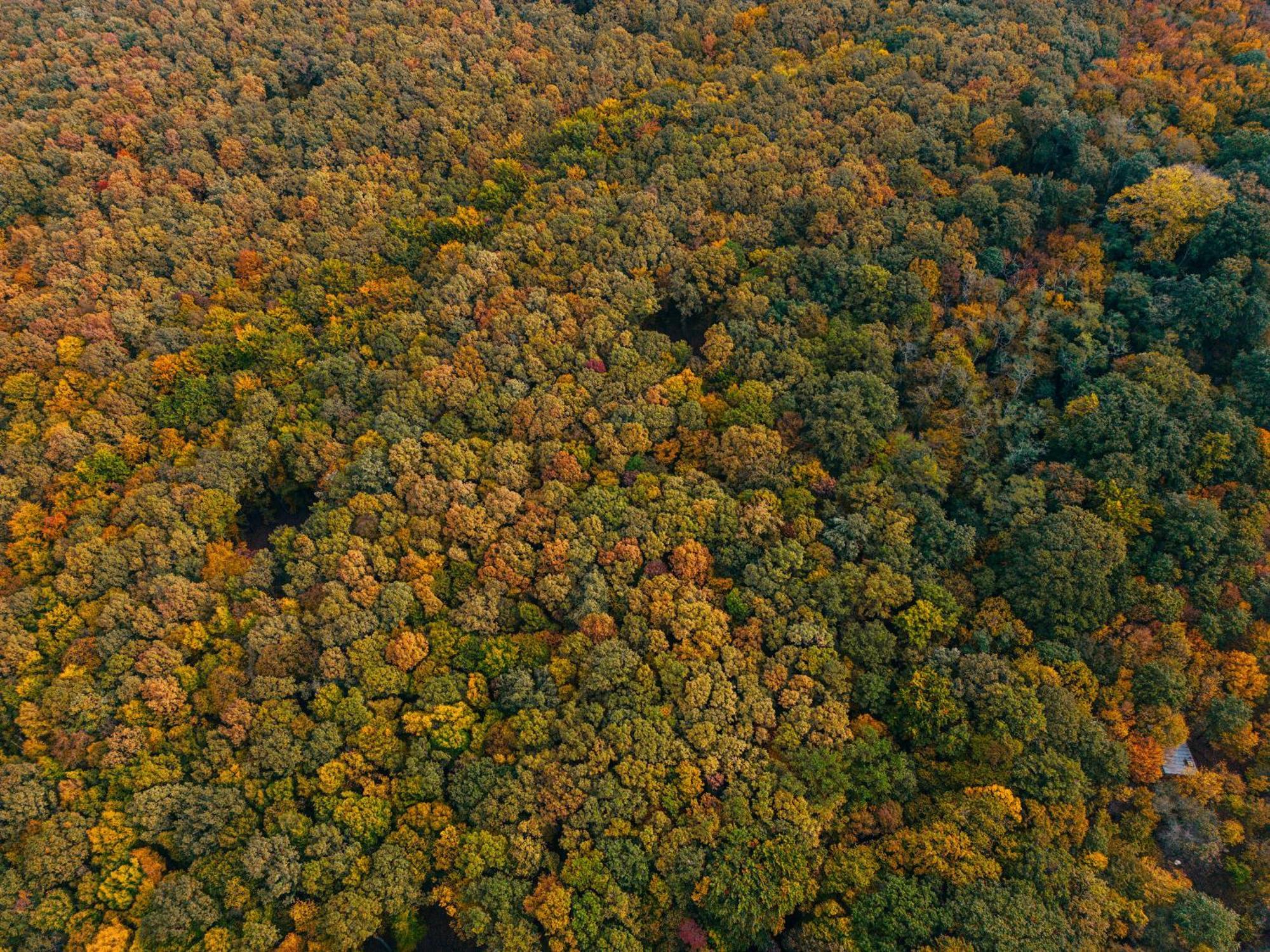 Zama Forest Resort Kismaros Dış mekan fotoğraf